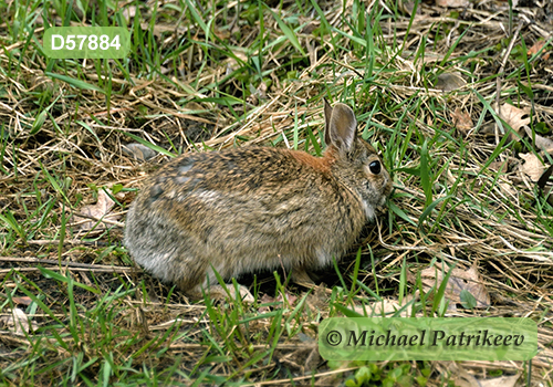 Eastern Cottontail (Sylvilagus floridanus)